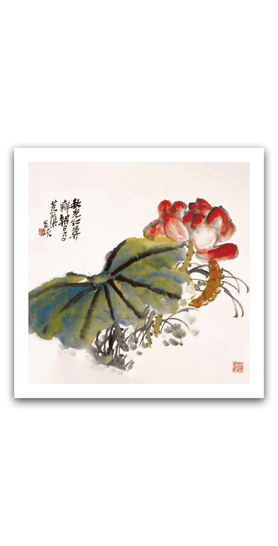 Lotus Flowers — main view